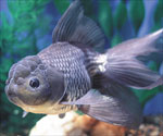 blue scale oranda